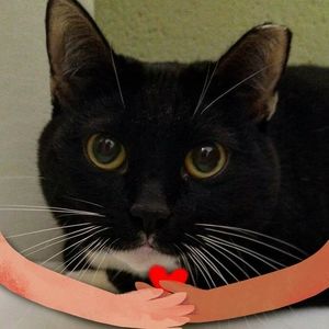 Meet your Posher, Meg